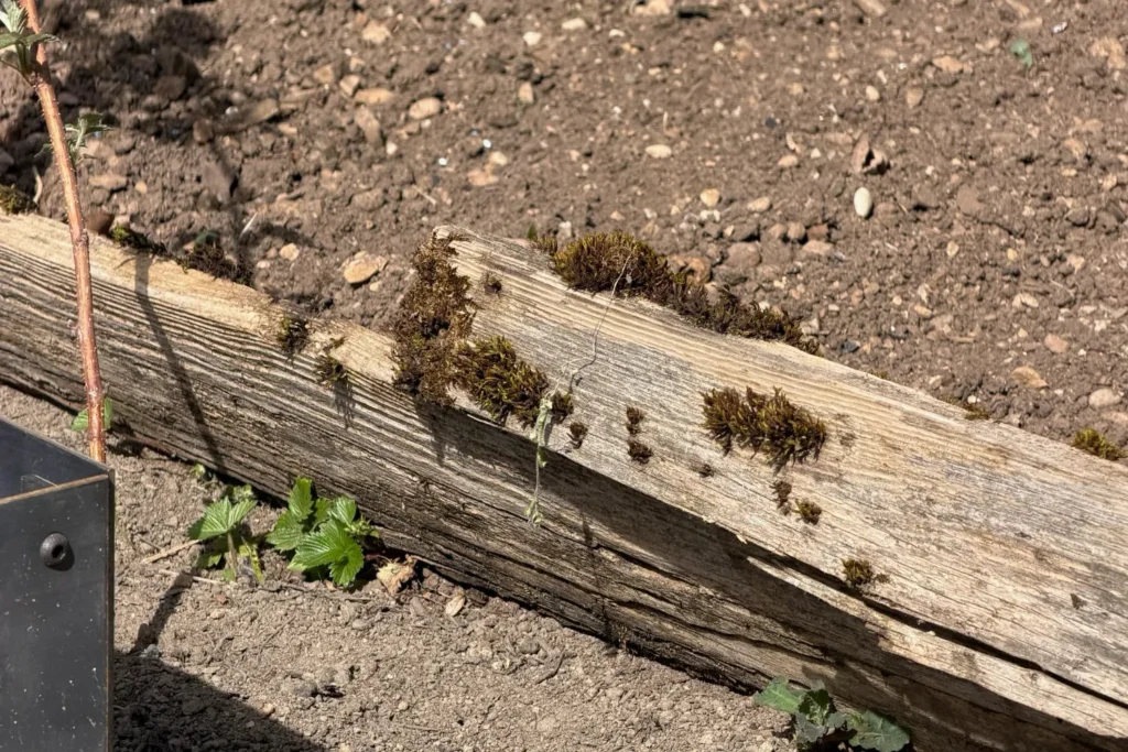 Alte Holz-Beettrennung mit Moosbewuchs, Rissen und Verwitterung im Gartenbeet
