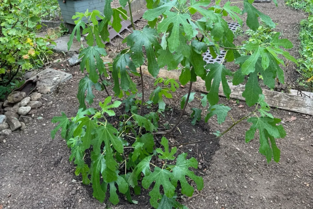 Feigenpflanze im Schrebergarten auf freier Fläche mit frischem Austrieb