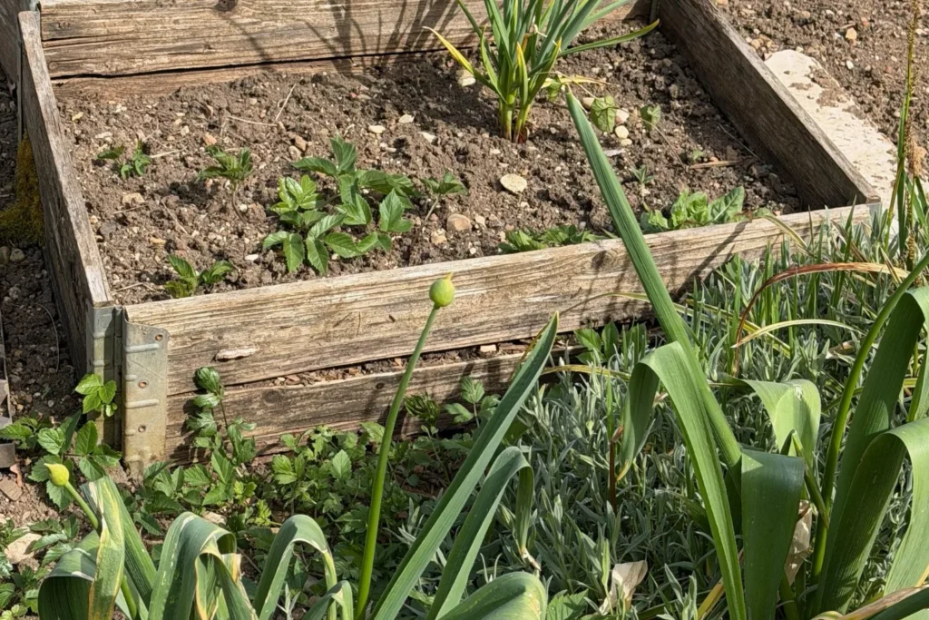 Stark gealtertes Holzhochbeet mit Rissen und Verfärbungen im Nutzgarten