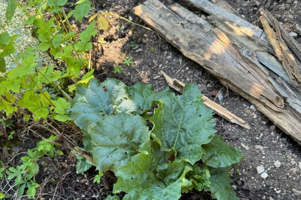 Stark verrottetes Holzbrett neben Gemüsepflanzen im Beet als alte Einfassung