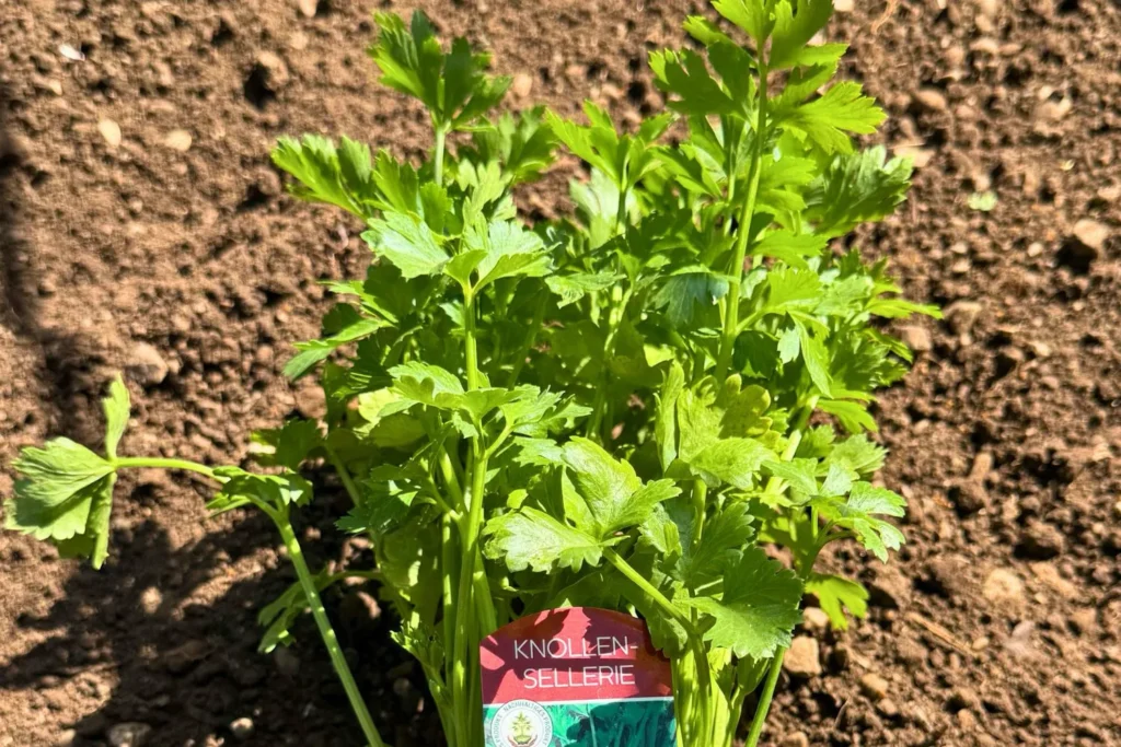 Junge Knollensellerie-Pflanze bereit zum Einpflanzen im vorbereiteten Gemüsebeet