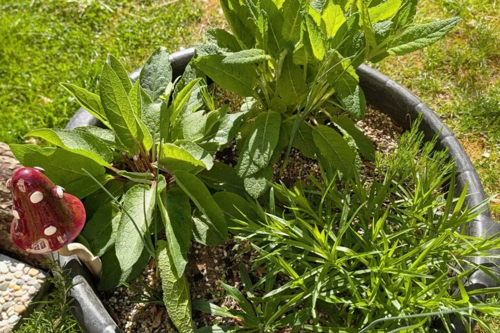 Kübel mit trockenheitsverträglichen Pflanzen in mineralischem Substrat als Beispiel für ein Magerbeet