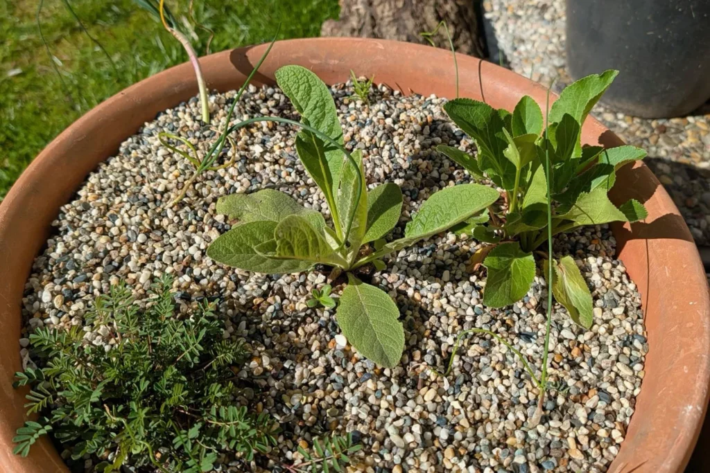 Pflanzkübel in Terrakotta-Optik mit Wildstauden und Gräsern als kleines Magerbeet