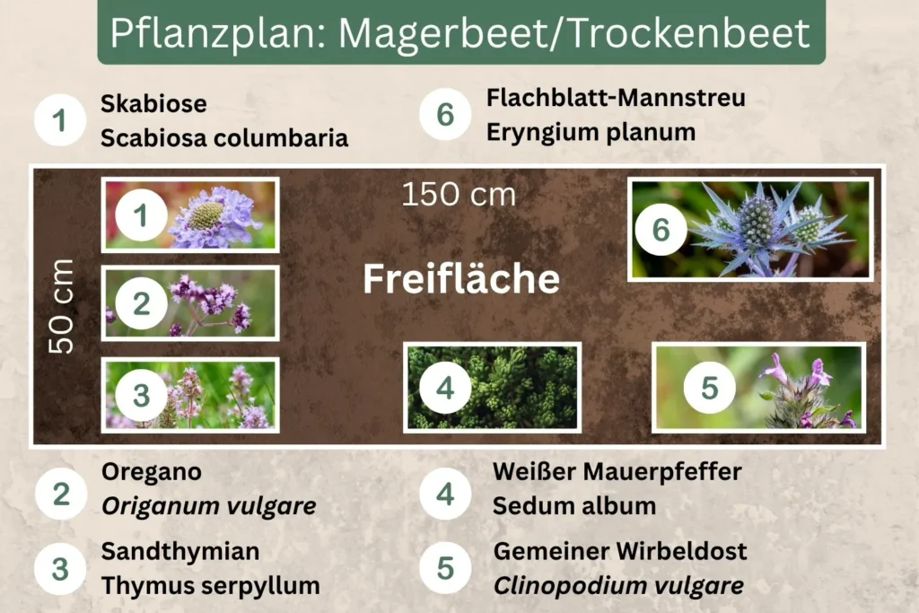Pflanzplan für ein Magerbeet mit heimischen Stauden und Kräutern auf 150 x 50 cm Fläche