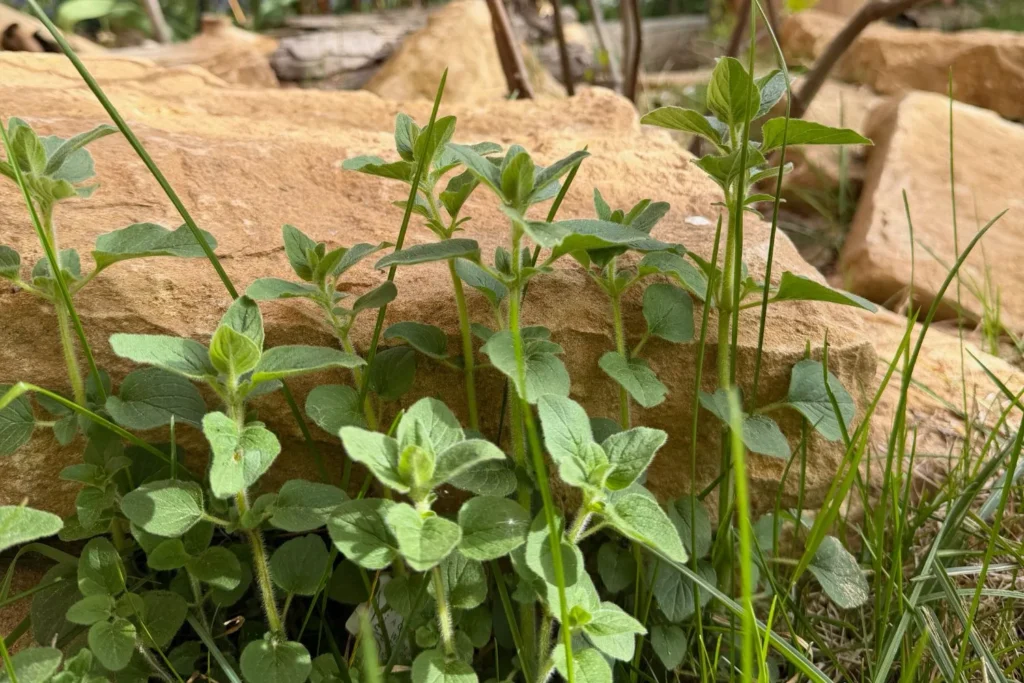 Wilder Oregano wächst zwischen Natursteinen in trockenem Beet