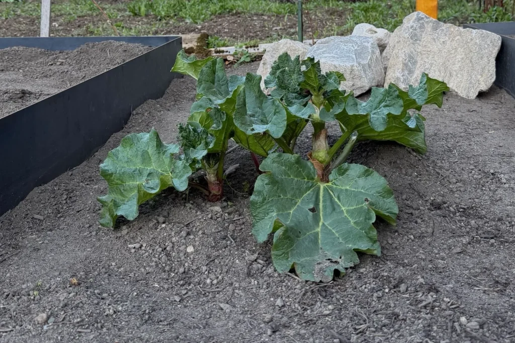 Rhabarberpflanze im neu angelegten Beet zwischen Cortenstahl-Einfassung und Natursteinen