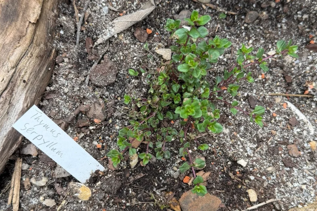 Junge Sand-Thymian Pflanze in lockerer, sandiger Erde frisch ausgepflanzt