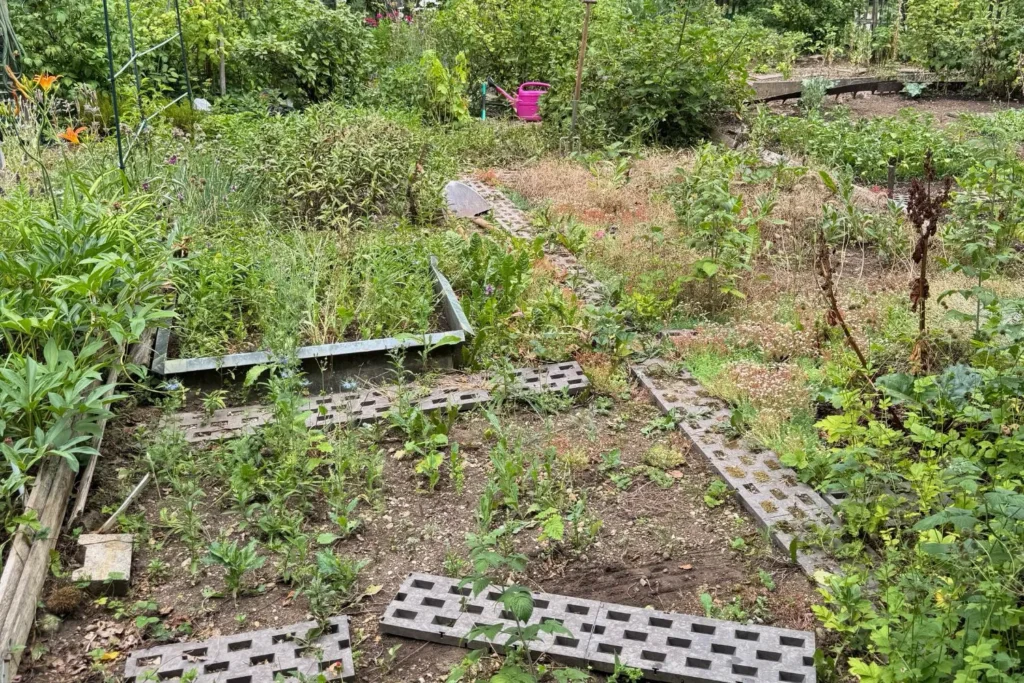 Verwahrloste Schrebergartenfläche mit alten Gehwegplatten, Wildwuchs und ungepflegten Beetbereichen
