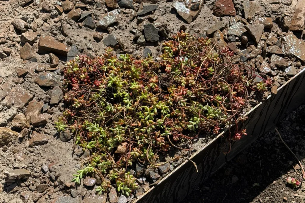 Eingepflanztes Sedum im Magerbeet nach dem Wässern zwischen Steinen und Sand