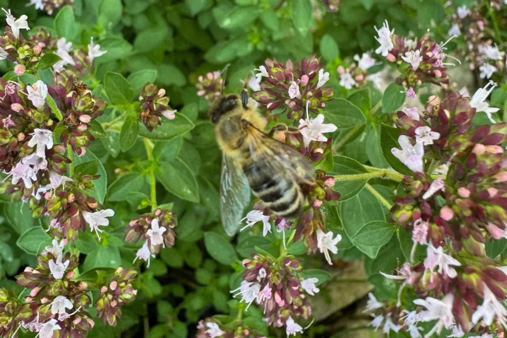 Honigbiene auf blühendem Thymian mit kleinen rosa Blüten