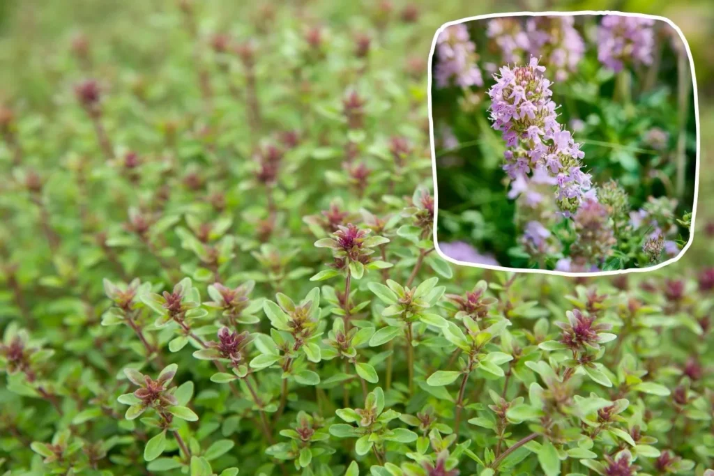 Gesunder und kompakter Thymianstrauch