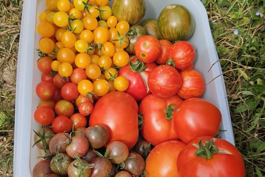 Reiche Tomatenernte mit roten, gelben und dunklen Tomatensorten aus dem Freiland in einer Kiste