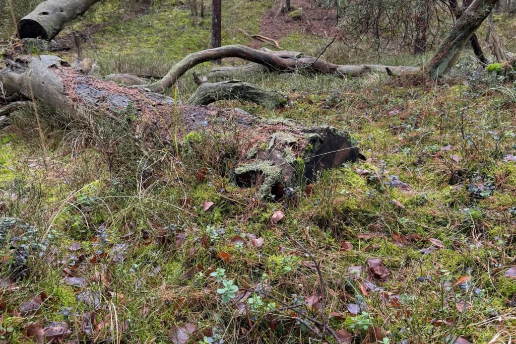 Totholz im Wald mit Moos und Laub als Versteck für Amphibien und Reptilien