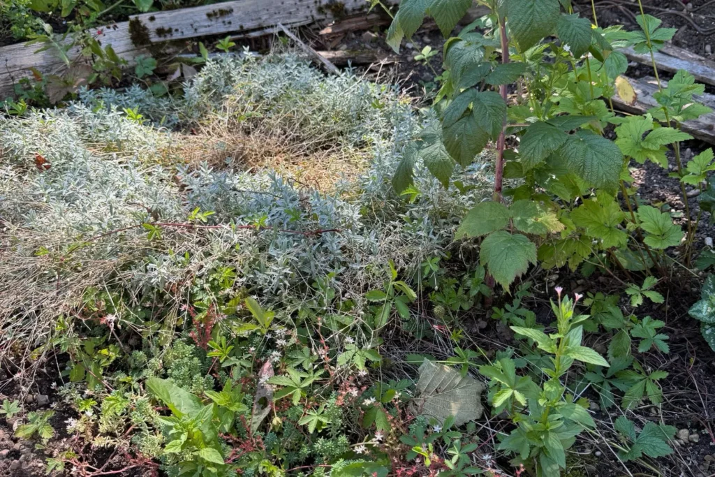 Dichter Bewuchs mit Brombeeren, Wildkräutern und Altbestand im Schrebergarten