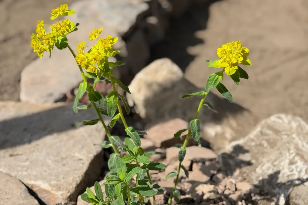 Mandelblättrige Wolfsmilch mit gelben Blüten zwischen Natursteinen im sonnigen Magerbeet
