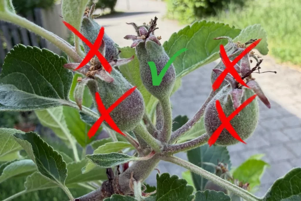 Fruchtbüschel beim Apfel mit markierter Frucht zum Stehenlassen