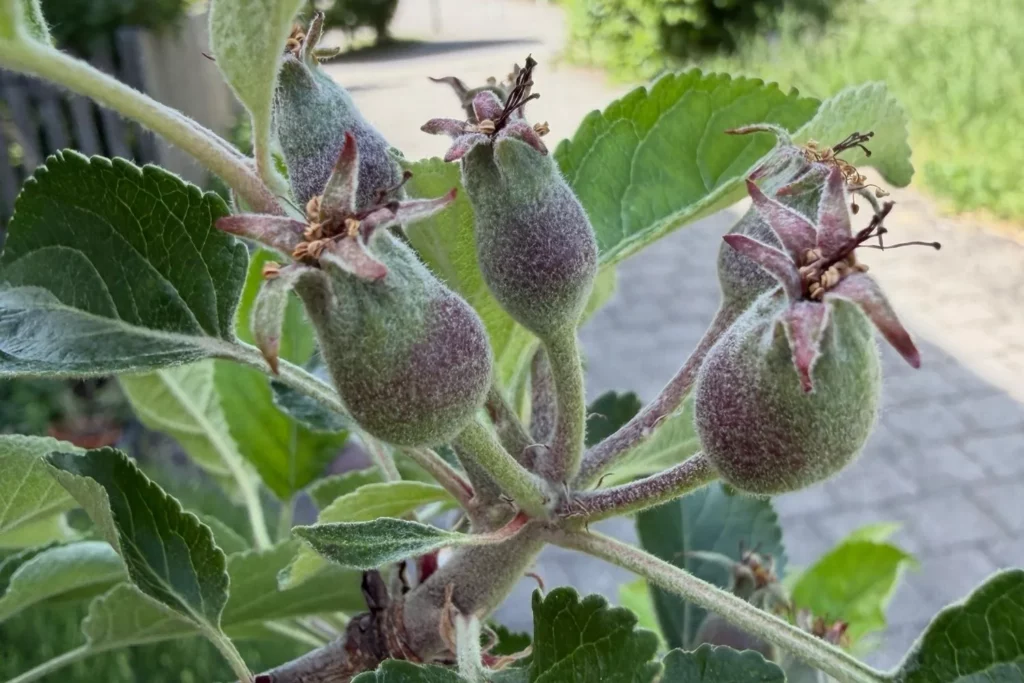 Mehrere junge Äpfel an einem Fruchtbüschel