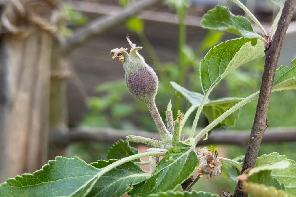Ausgedünnte junge Äpfel am Apfelbaum mit ausreichend Abstand