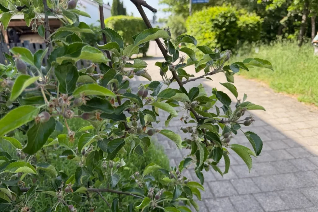 Stark behangener Apfelbaum mit vielen jungen Früchten