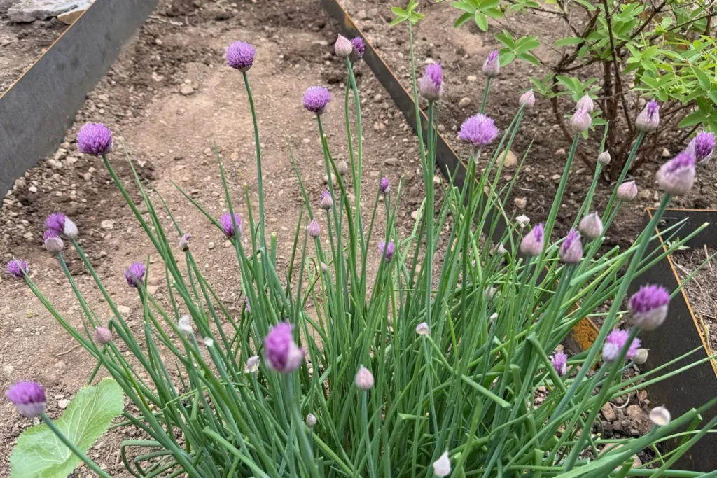 Blühender Schnittlauch im Gemüsebeet mit zahlreichen violetten Blüten