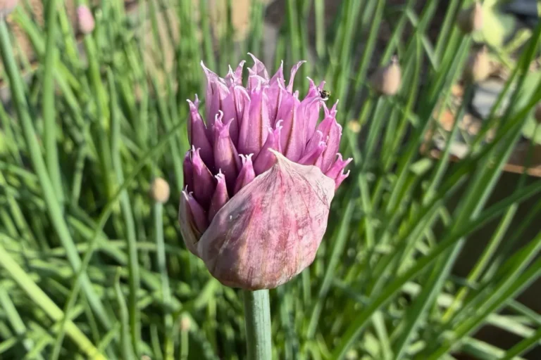 Nahaufnahme einer violetten Schnittlauchblüte im Kräuterbeet