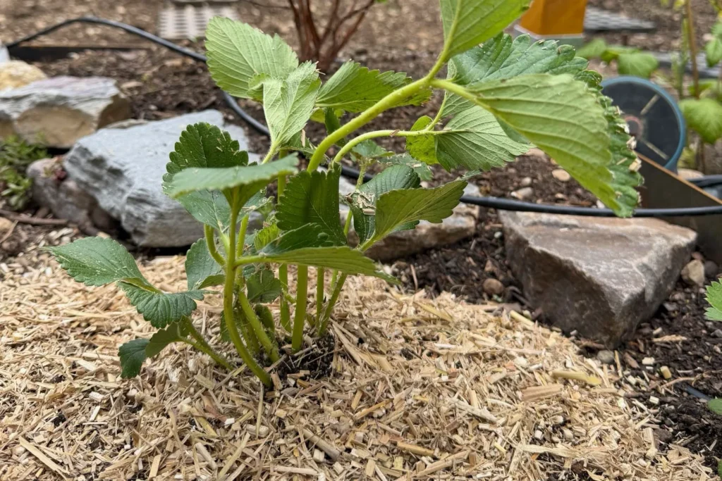 Frisch gepflanzte Erdbeeren mit Mulch aus Pflanzenfasern rund um die Pflanze im Beet