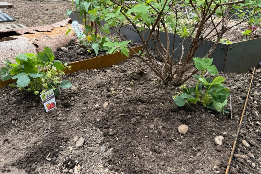Frisch gepflanzte Erdbeeren in einem Beet unter einer Heidelbeere