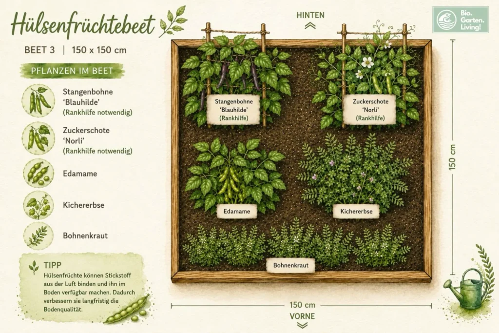 Illustrierter Beetplan mit Stangenbohnen, Zuckerschoten, Edamame, Kichererbsen und Bohnenkraut in Mischkultur.