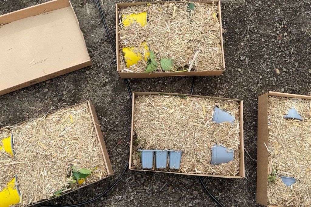 Jungpflanzen sicher verpackt in Kartons mit Pflanzenfasern als Schutzmaterial