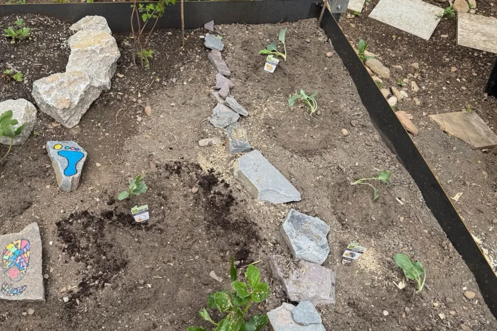 Frisch bepflanztes Kohlbeet mit Brokkoli und Blumenkohl im Schrebergarten nach dem Einpflanzen