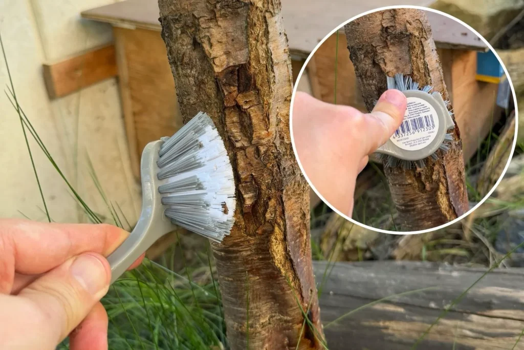 Lose Borke am Zwetschgenbaum mit Bürste entfernen