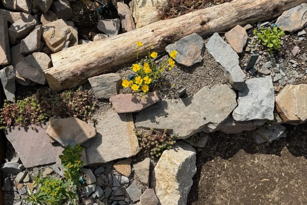 Regulierbare Tropfer zwischen Natursteinen und trockenheitsverträglichen Pflanzen im Garten