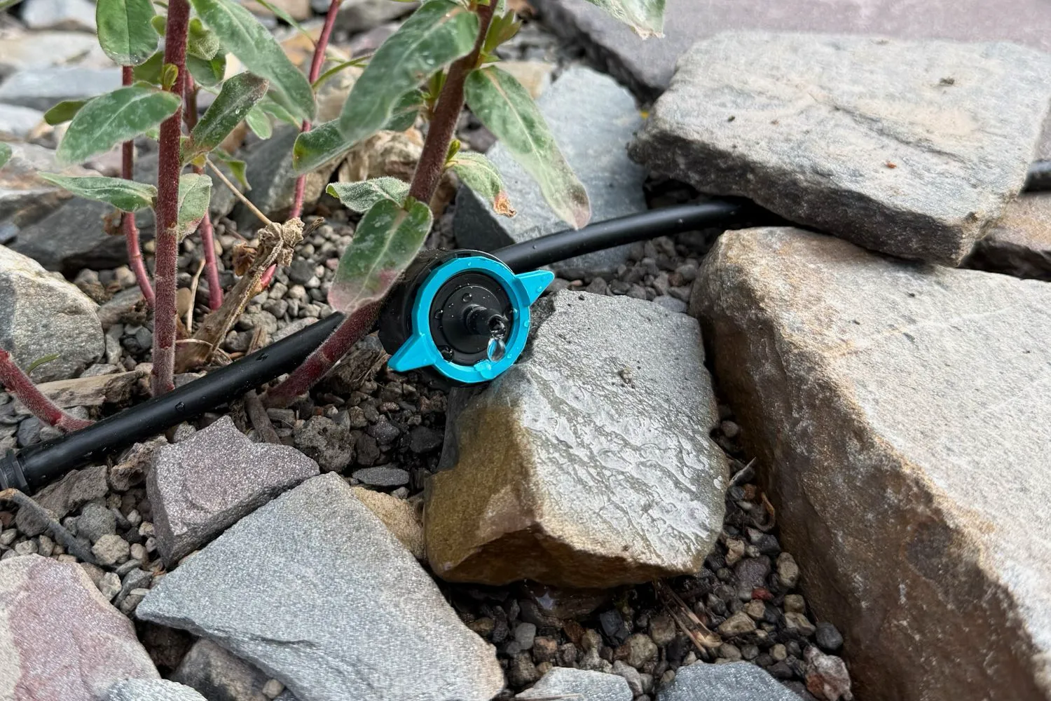 Gardena Micro-Drip-System installieren: So bewässern wir unsere Gemüsebeete automatisch