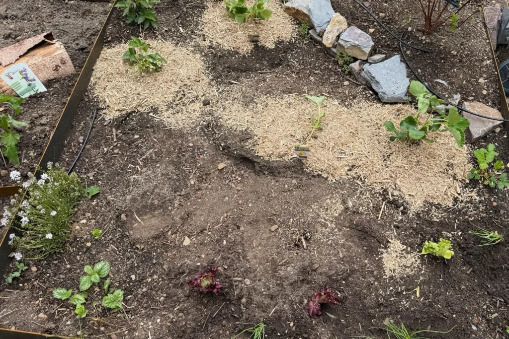 Beet mit Erdbeeren, Melonen und Mulchschicht im Schrebergarten