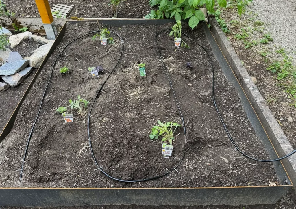 Tomatenbeet mit Mischkulturpartnern im naturnahen Gemüsegarten