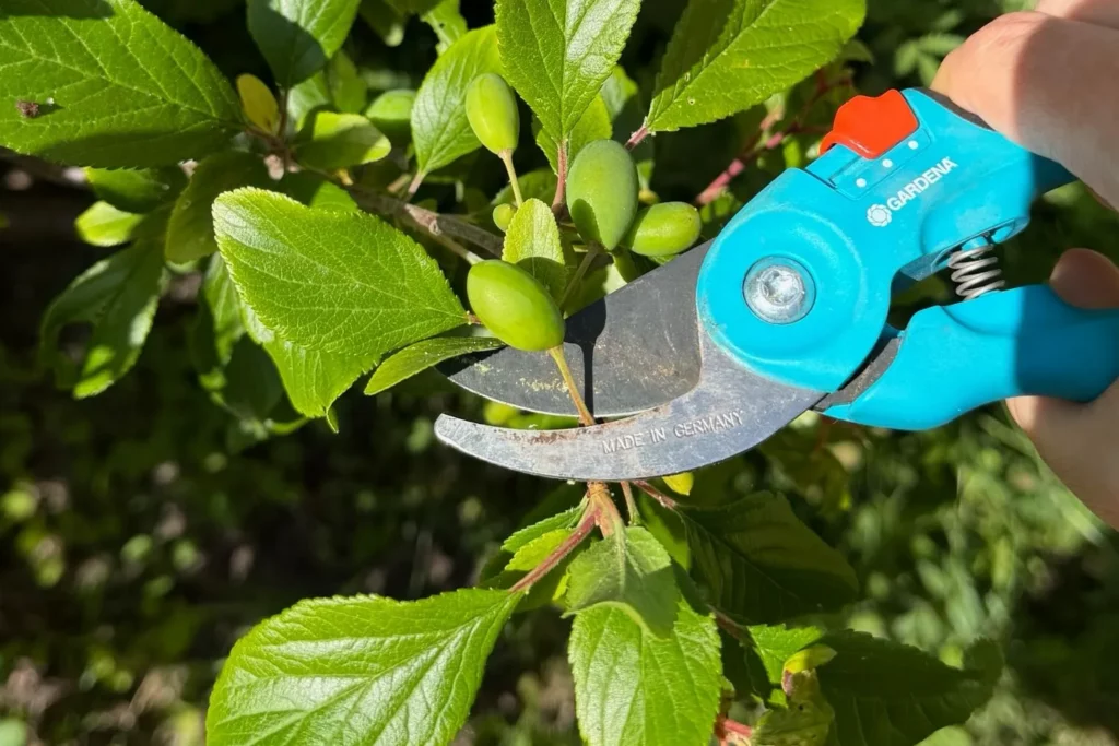 Zwetschgen werden mit einer Gartenschere ausgedünnt