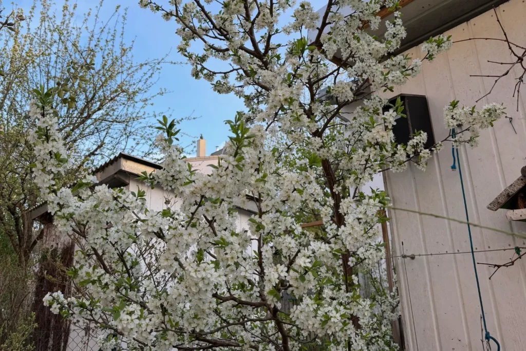 Blühender Zwetschgenbaum im Frühjahr