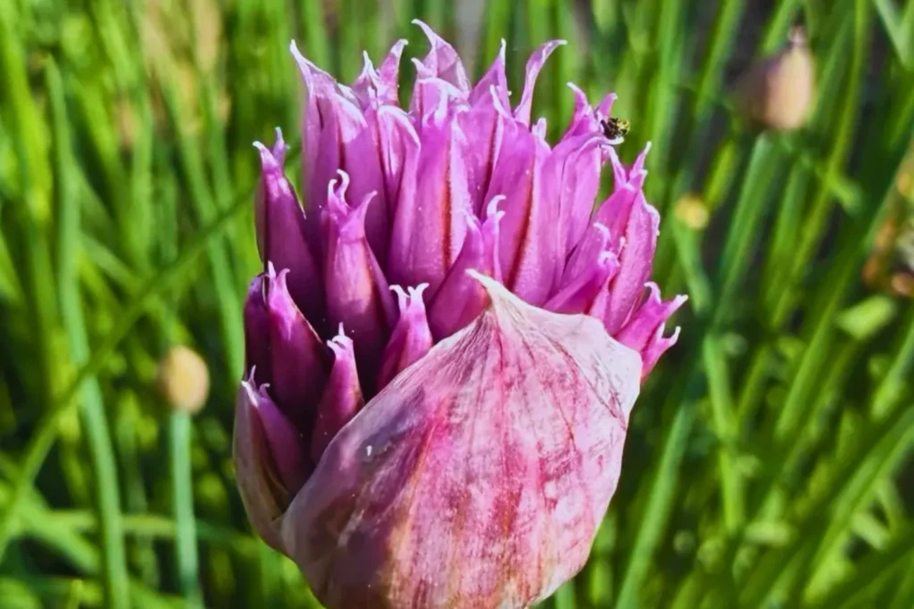 Nahaufnahme einer kräftig violettfarbenen Schnittlauchblüte