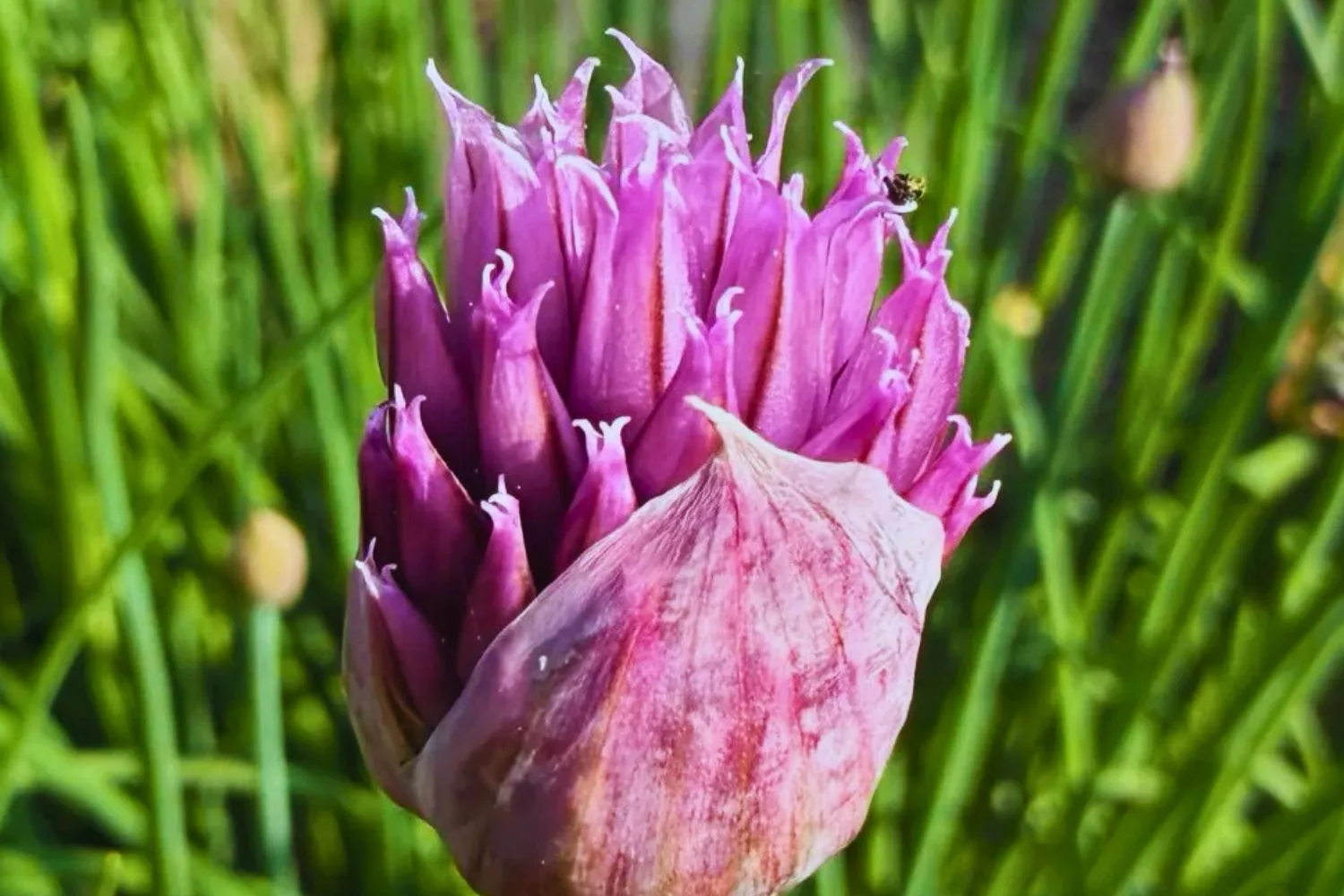 Essbare Blüten im Garten – Blumen und Kräuter für die Küche