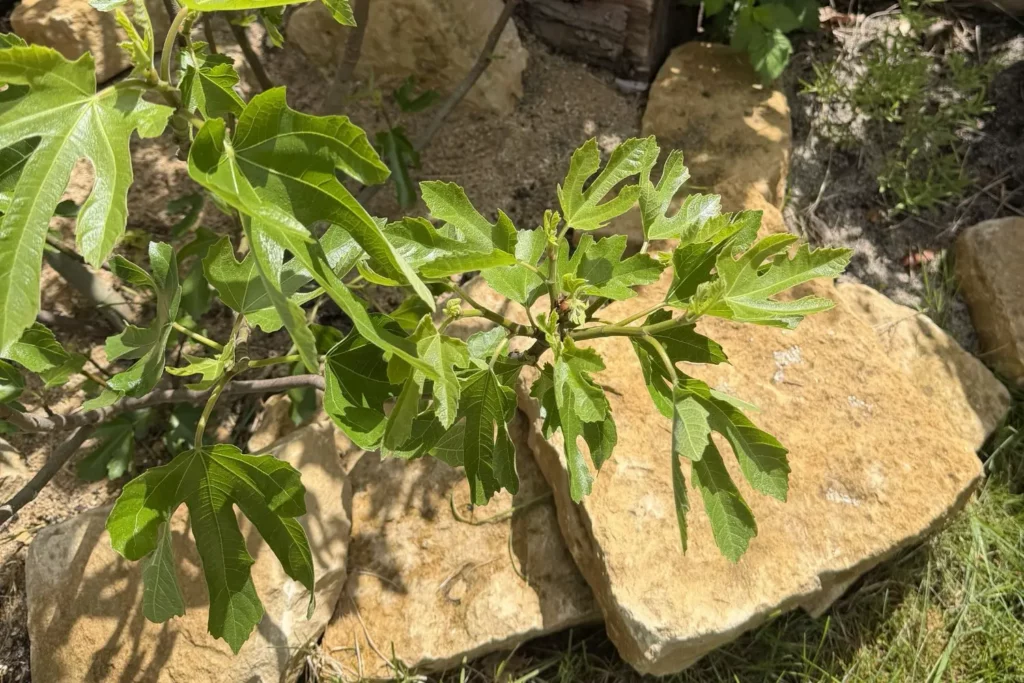 Feigenbaum im Garten mit mineralischer Mulchschicht aus Sand und Natursteinen