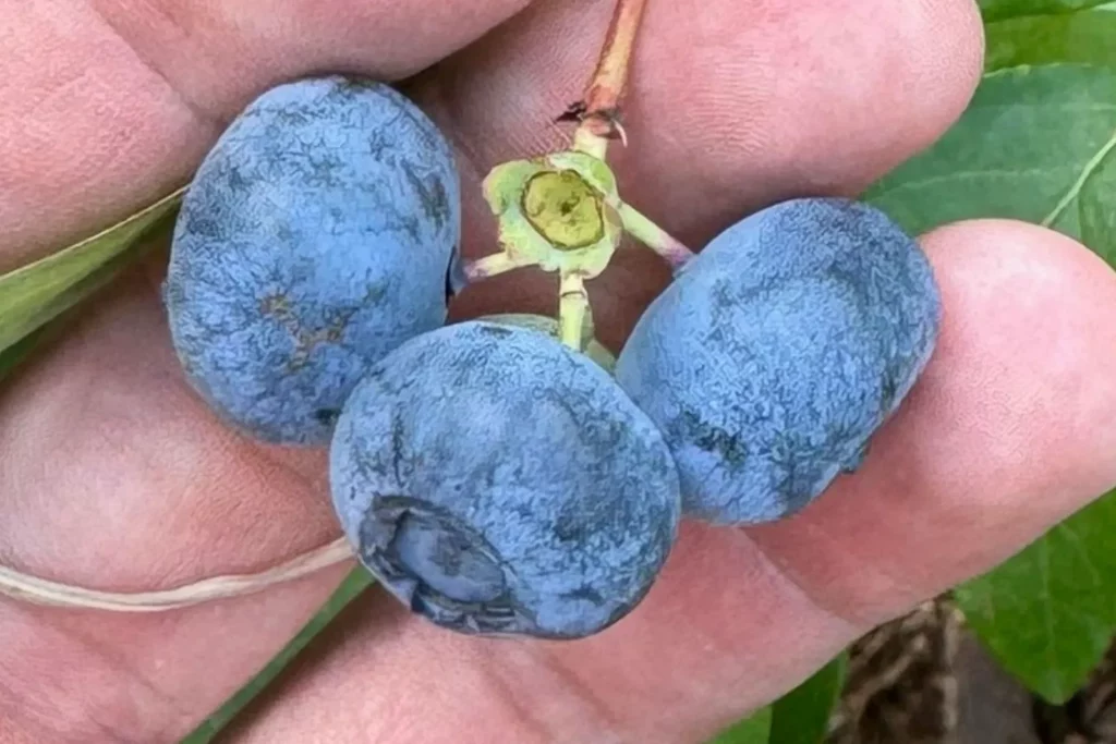 Reife Kulturheidelbeeren kurz vor der Ernte