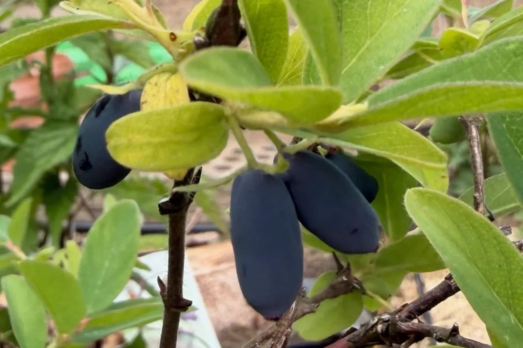 Reife Früchte der Sibirischen Blaubeere beziehungsweise Honigbeere