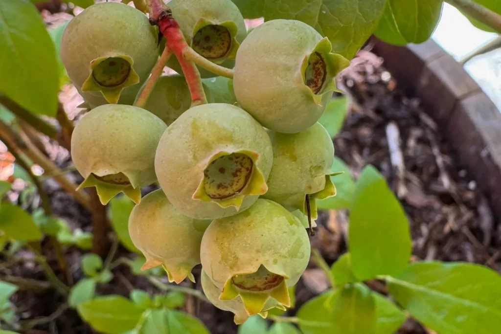 Unreife Kulturheidelbeeren kurz nach dem Fruchtansatz