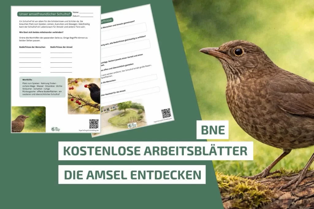 Kostenlose BNE-Arbeitsblätter über Amseln und einen amselfreundlichen Schulhof