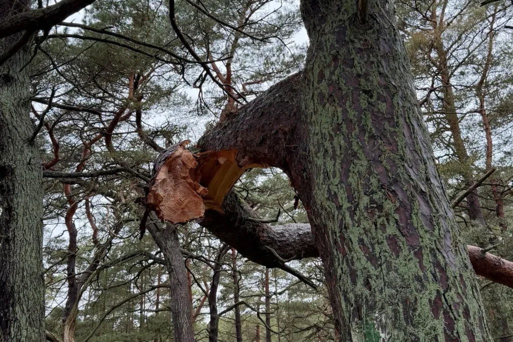 Großer, abgebrochener Ast an einem alten Baum