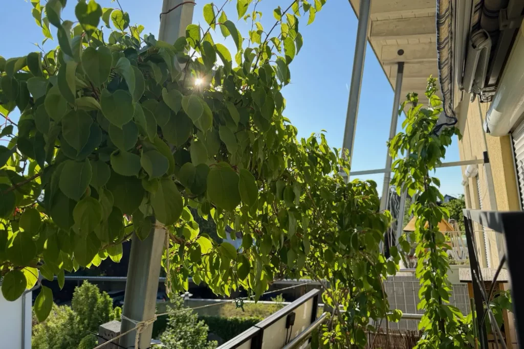 Balkon-Kiwi wächst dicht an einer Rankhilfe entlang und bildet einen natürlichen Sichtschutz.