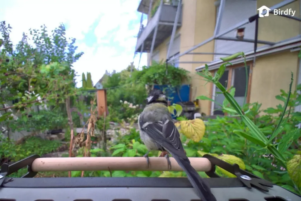 Kamerabild des Birdfy Feeder Metal 2 4K mit Kohlmeise auf der Sitzstange.