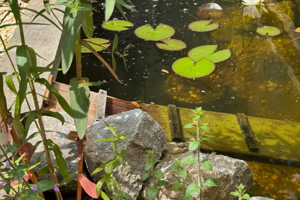 Naturnaher Gartenteich mit Seerosen und flachem Ufer