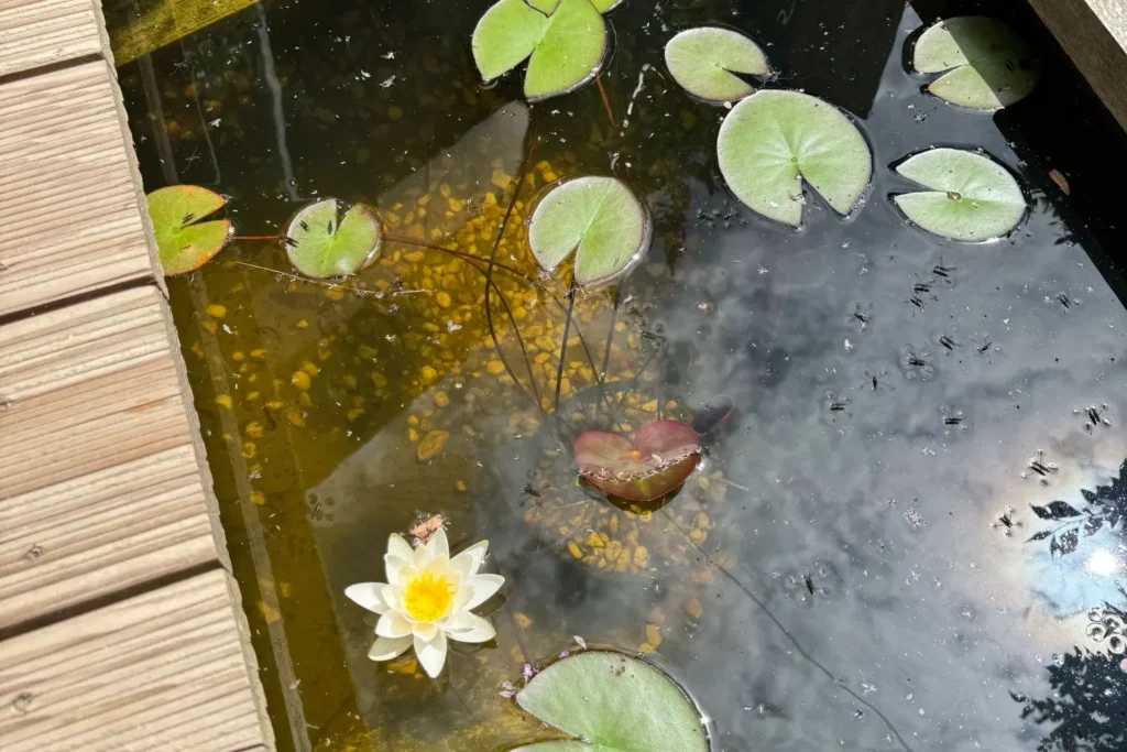 Gartenteich mit weißer Seerosenblüte, Schwimmblättern und Wasserpflanzen