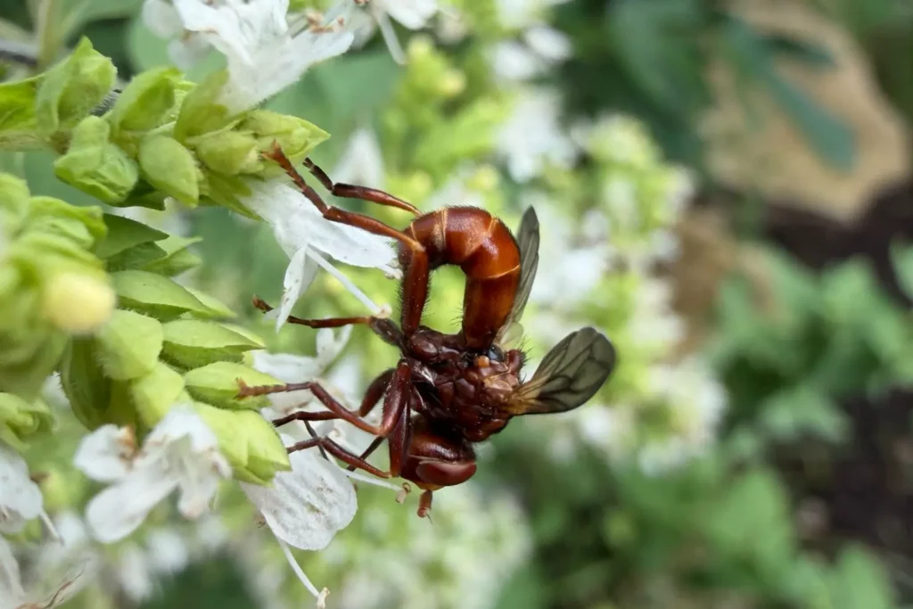 Gemeine Breitstirnblasenkopffliege auf einer Blüte des Wilden Dosts